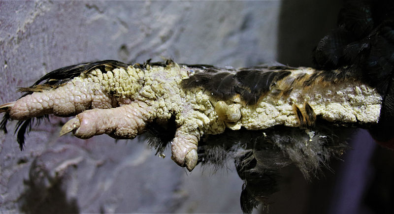 Lubiraig, foto Estfarm