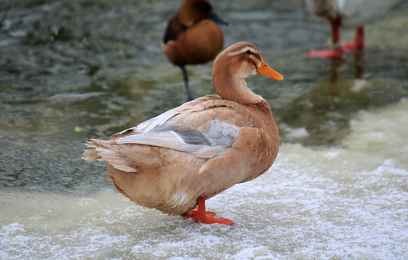 Saksimaa part, foto Estfarm