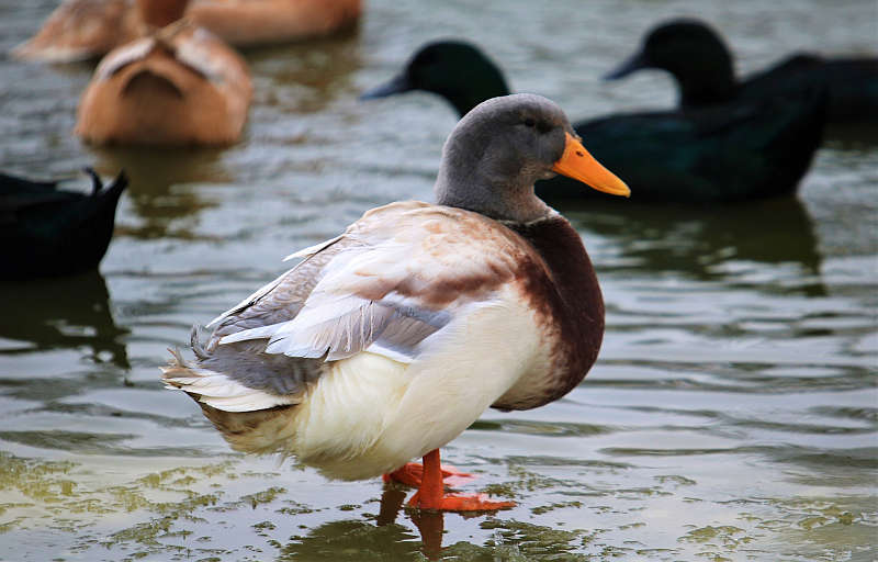 Saksimaa part, foto Estfarm