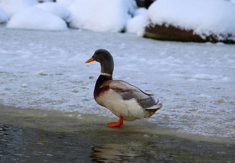 Saksimaa part, foto Estfarm